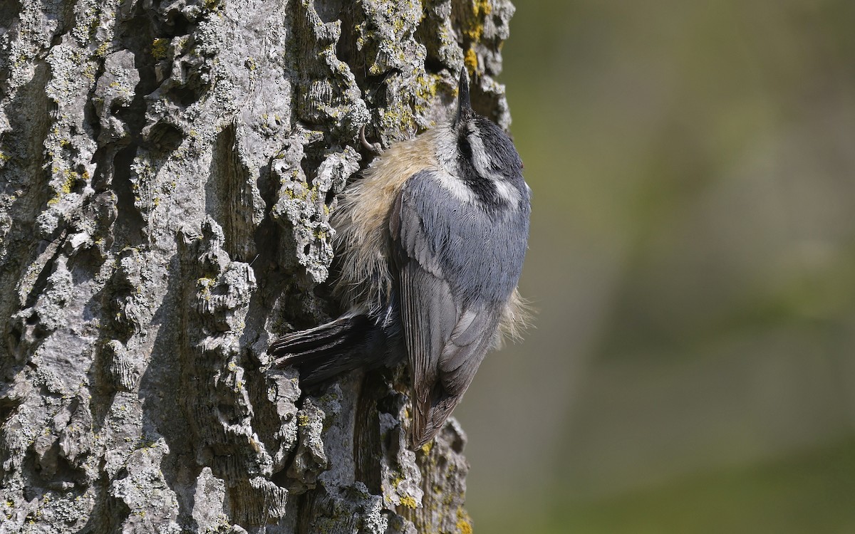 Red-breasted Nuthatch - ML616562369