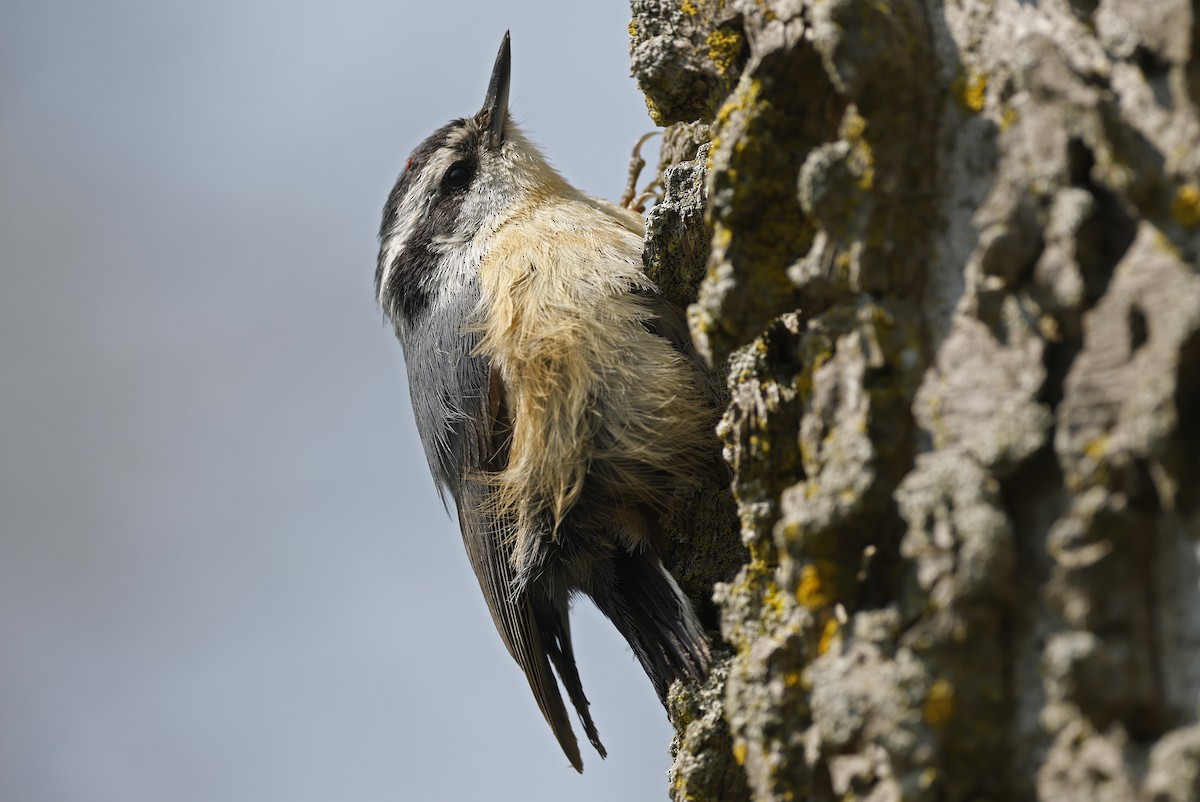 Red-breasted Nuthatch - ML616562374