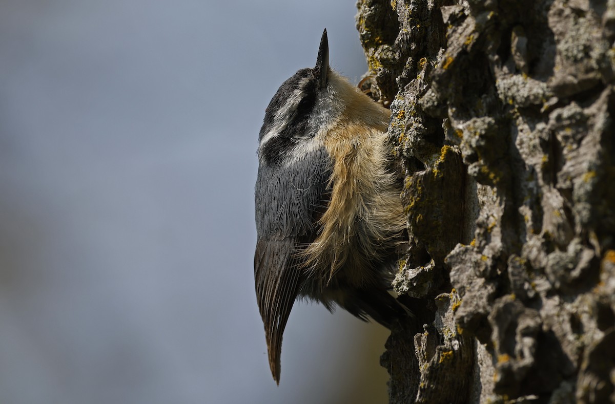 Red-breasted Nuthatch - ML616562375