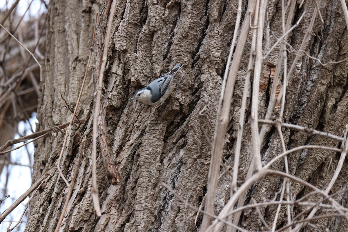 White-breasted Nuthatch - ML616562447