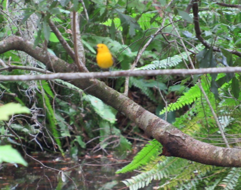 Prothonotary Warbler - ML616562453