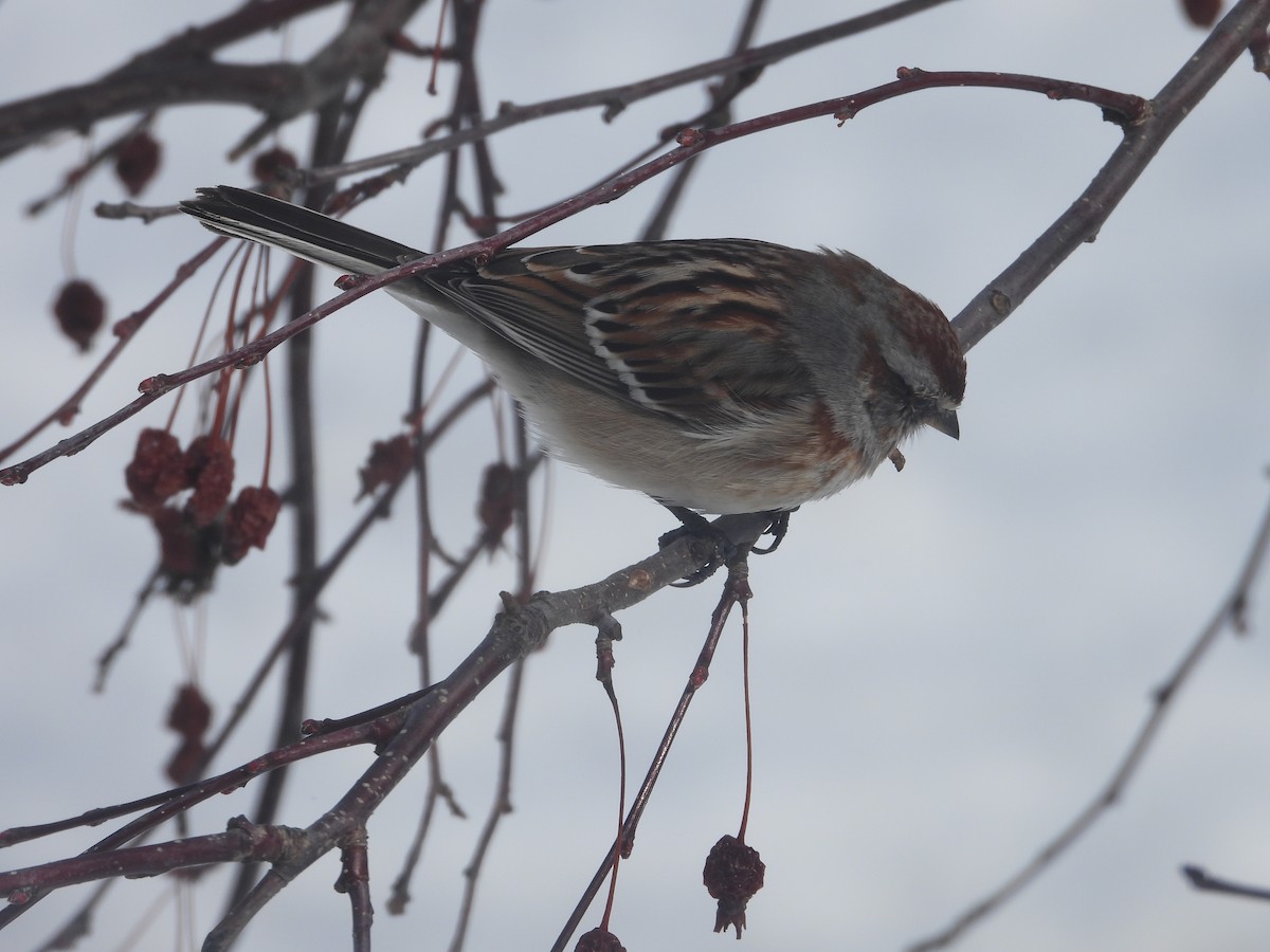 American Tree Sparrow - ML616562467