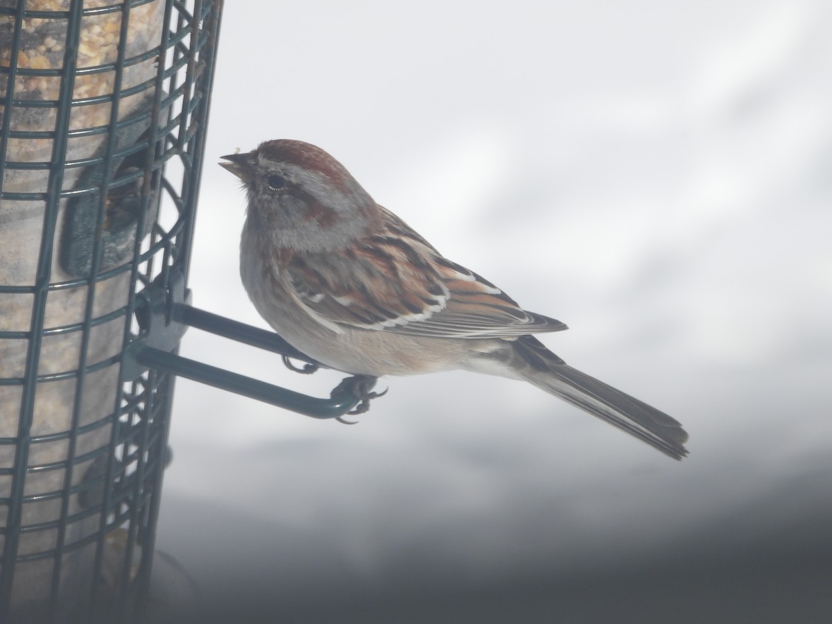 American Tree Sparrow - ML616562468