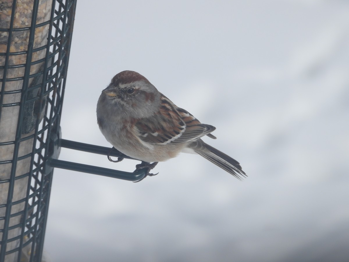 American Tree Sparrow - ML616562469
