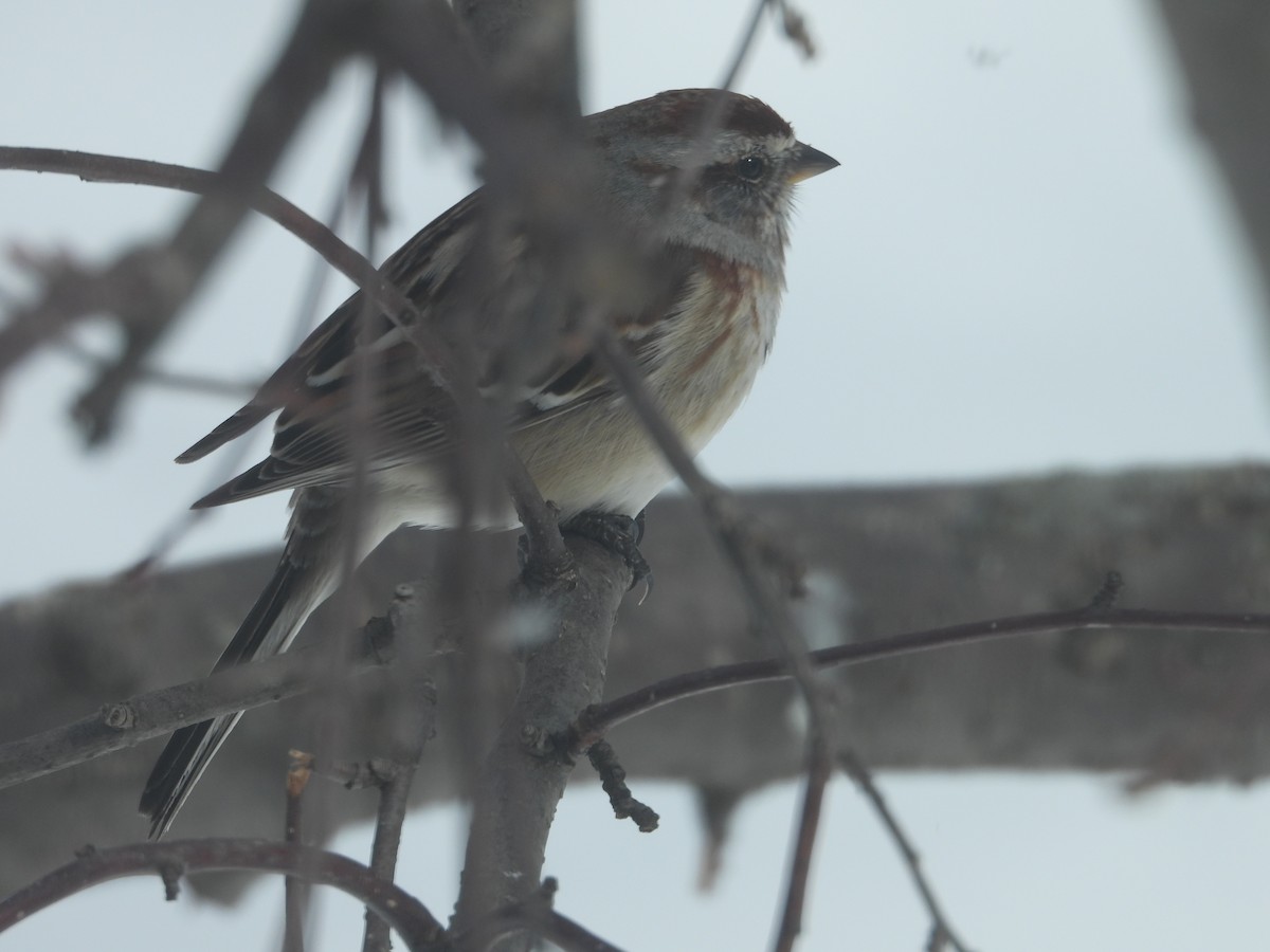 American Tree Sparrow - ML616562470