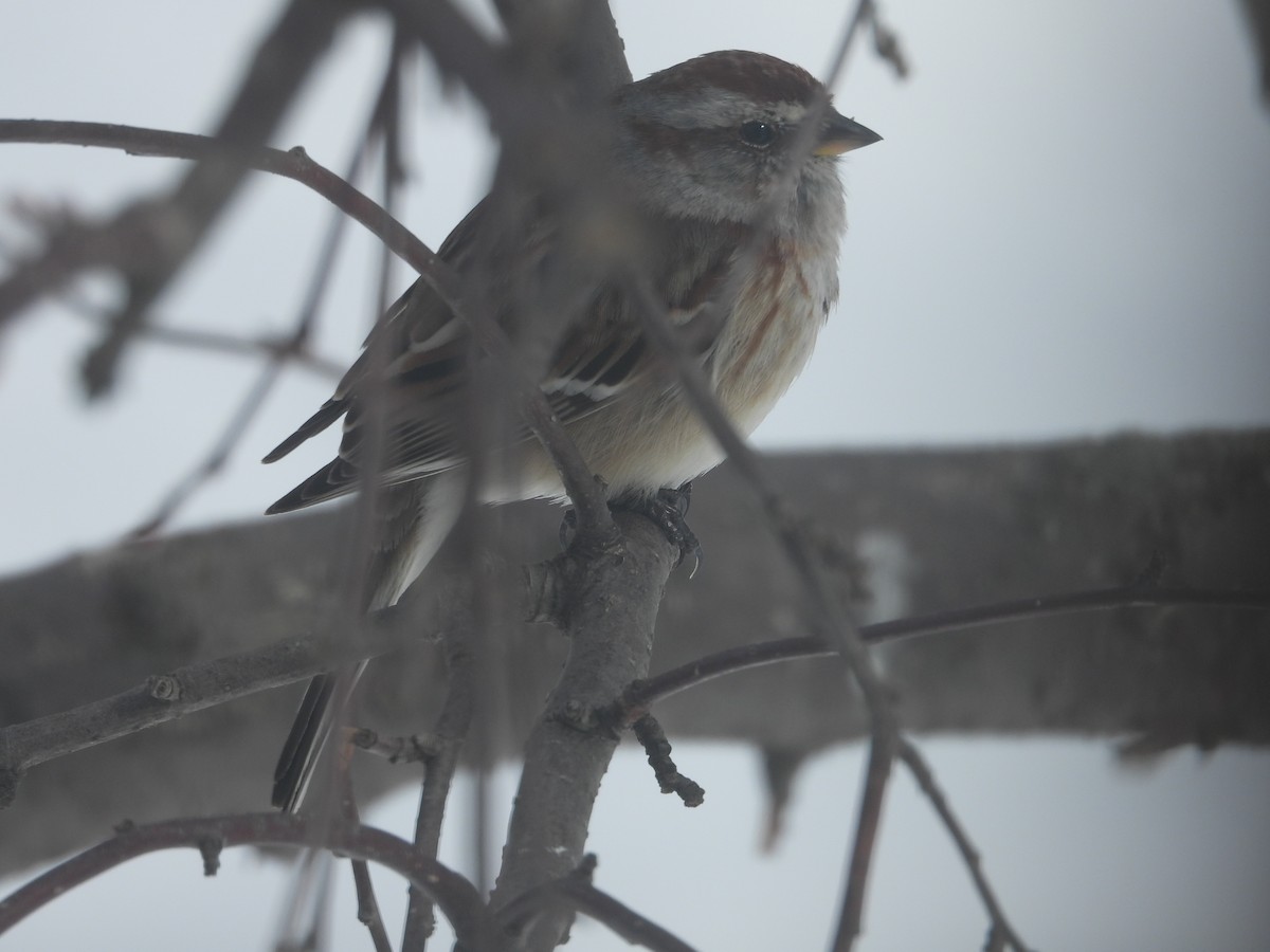 American Tree Sparrow - ML616562471