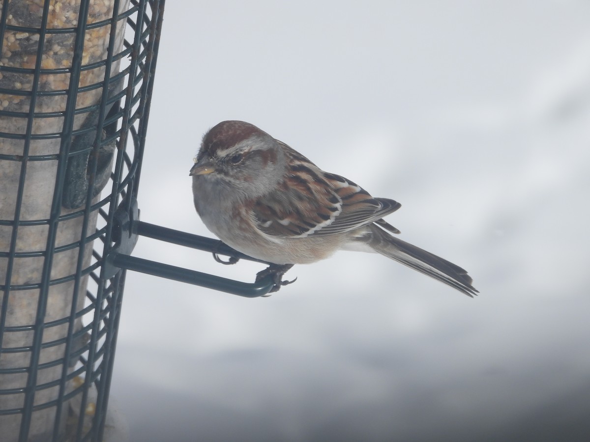 American Tree Sparrow - ML616562472
