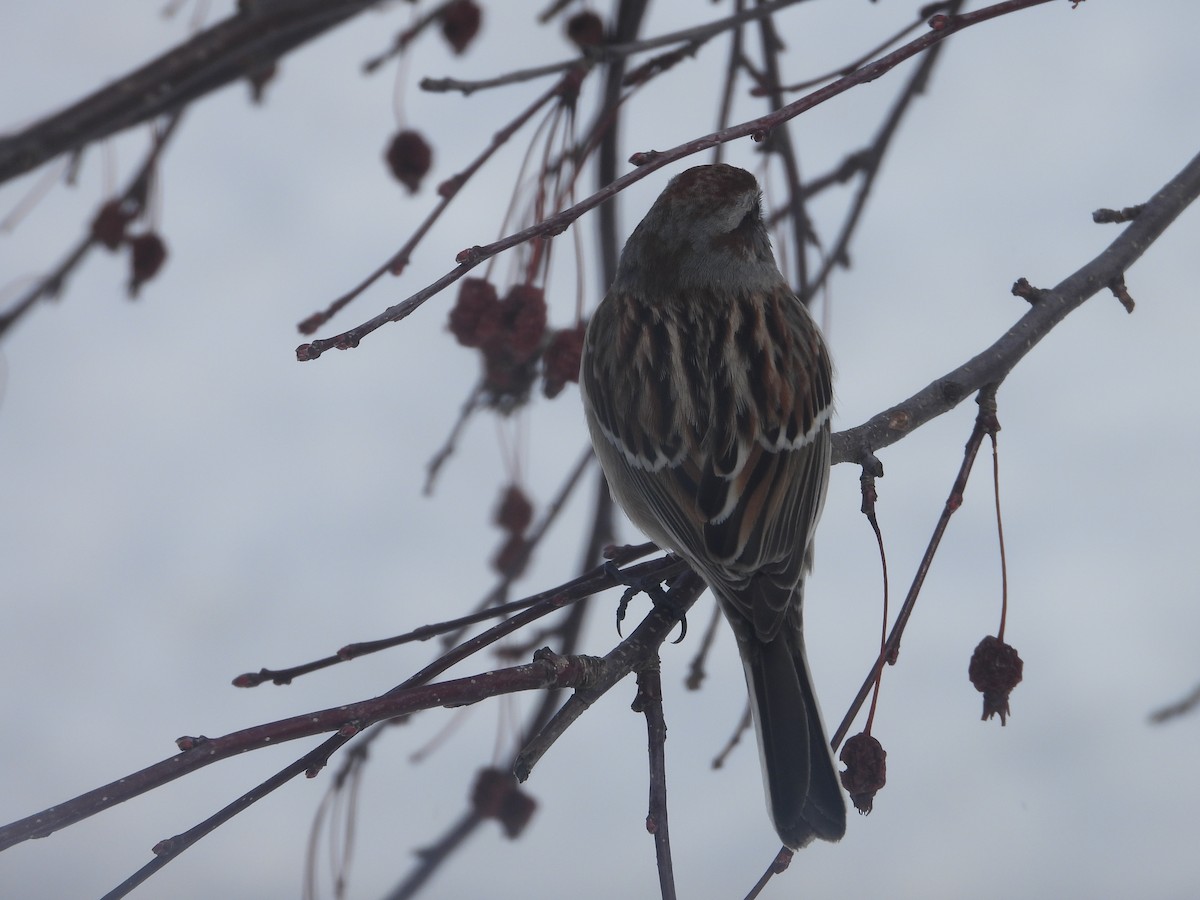American Tree Sparrow - ML616562475