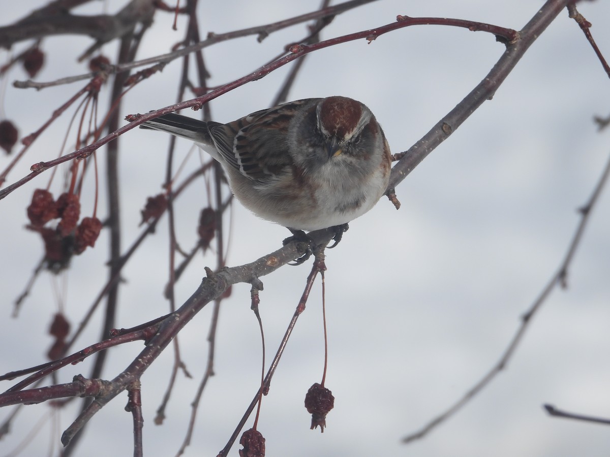 American Tree Sparrow - ML616562476