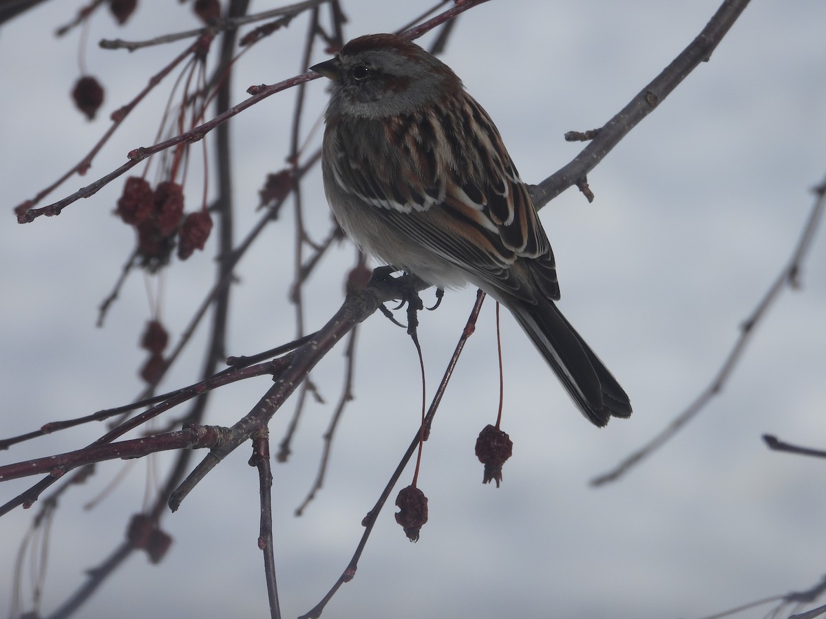 American Tree Sparrow - ML616562477