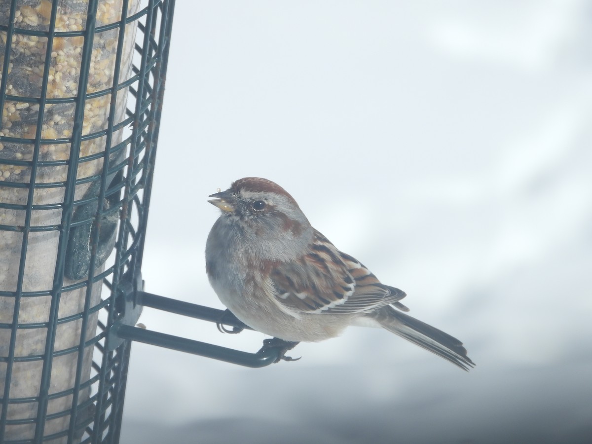 American Tree Sparrow - ML616562478