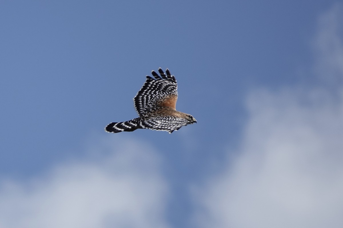 Red-shouldered Hawk - Michele Taipale