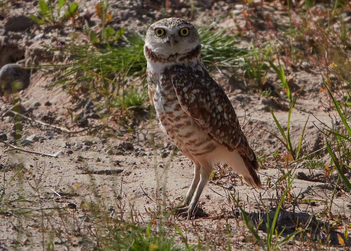 Burrowing Owl - ML616562532