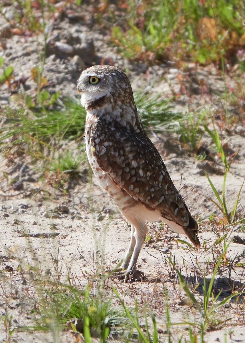 Burrowing Owl - ML616562539