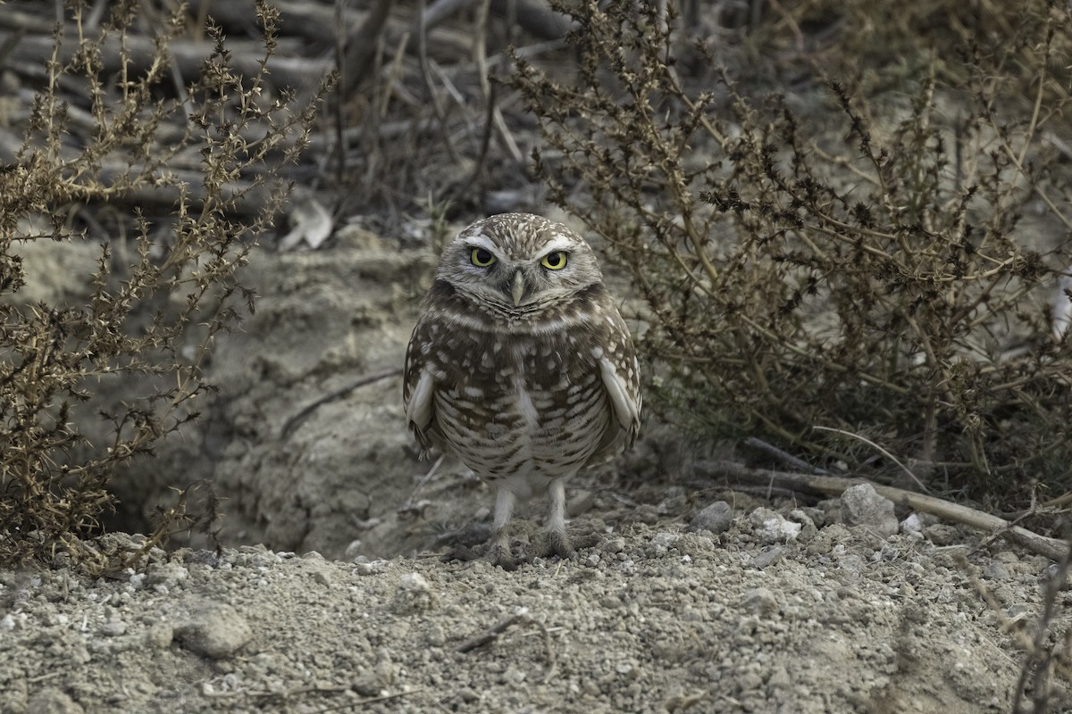 Burrowing Owl - ML616562651