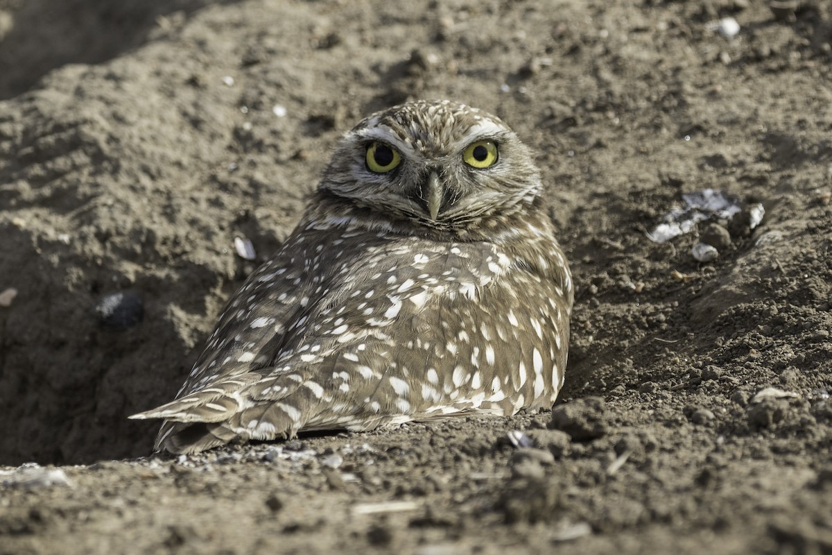 Burrowing Owl - ML616562657