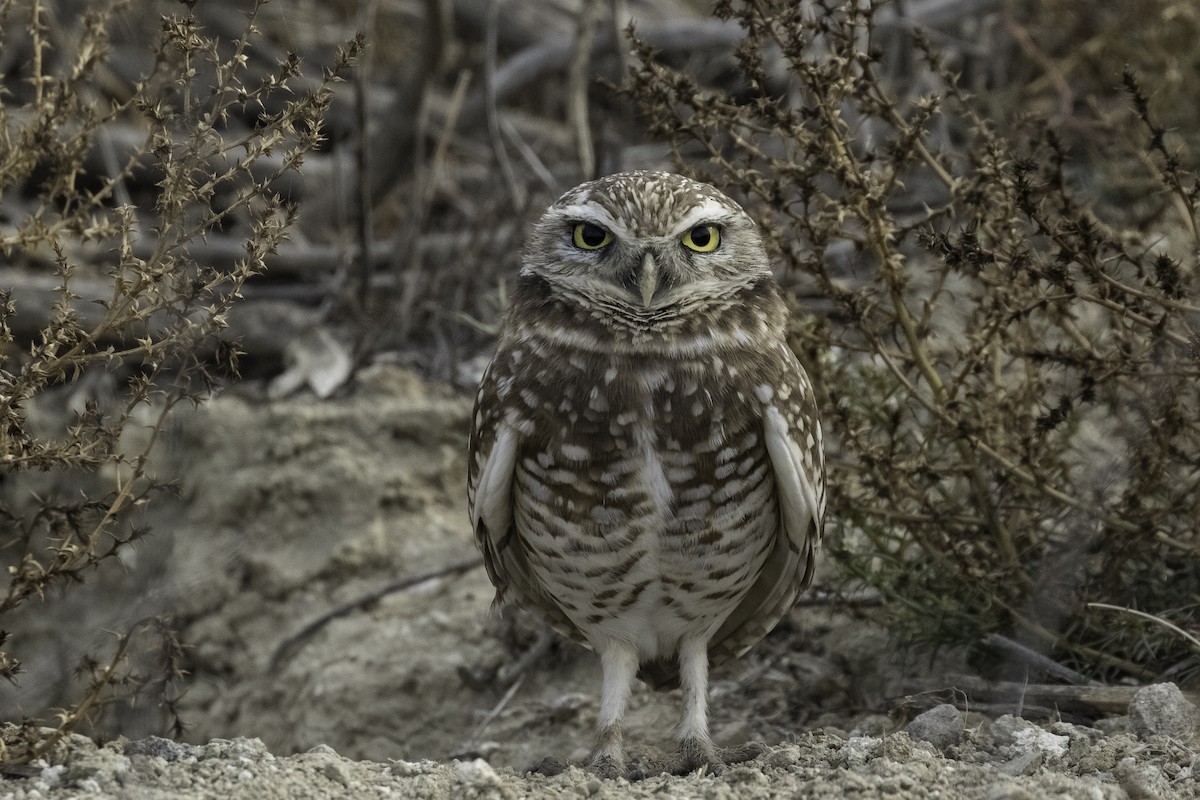 Burrowing Owl - ML616562667