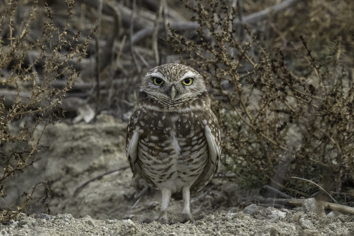 Burrowing Owl - ML616562668