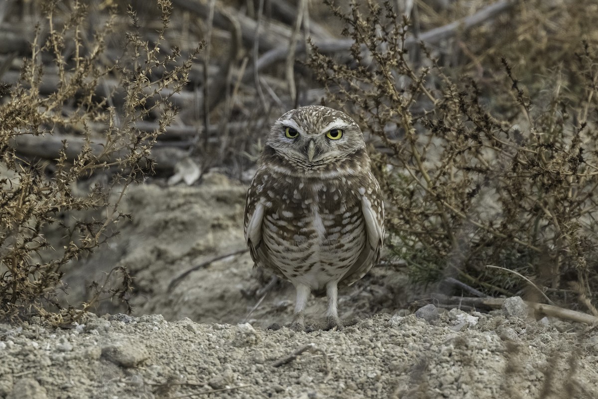 Burrowing Owl - ML616562669