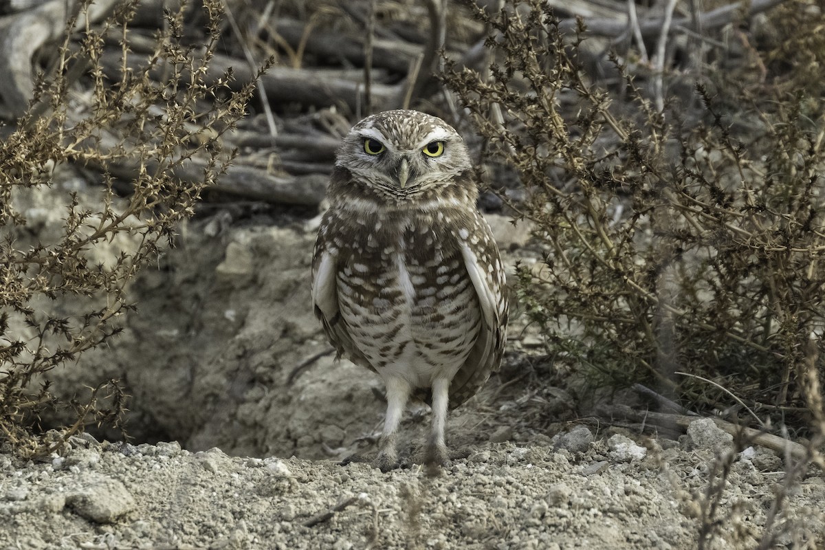 Burrowing Owl - ML616562670