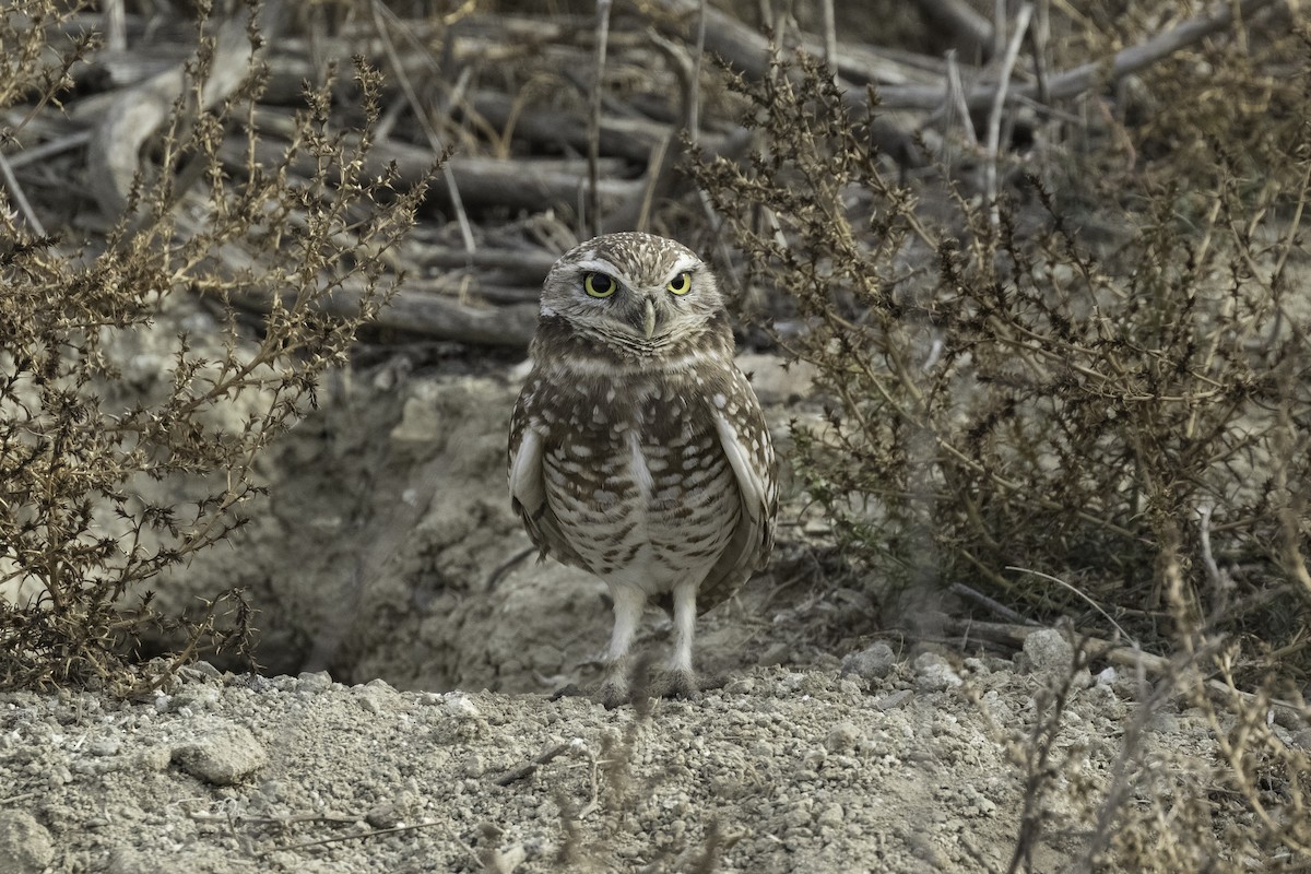 Burrowing Owl - ML616562672