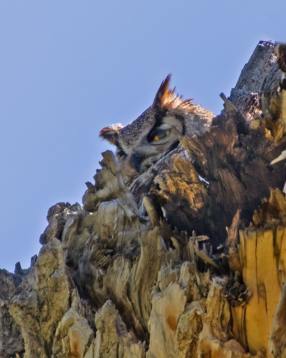 Great Horned Owl - ML616562706