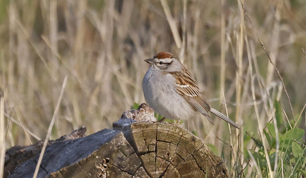 Chipping Sparrow - Paul Chapman