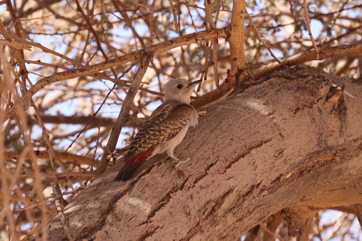 African Gray Woodpecker - ML616562784