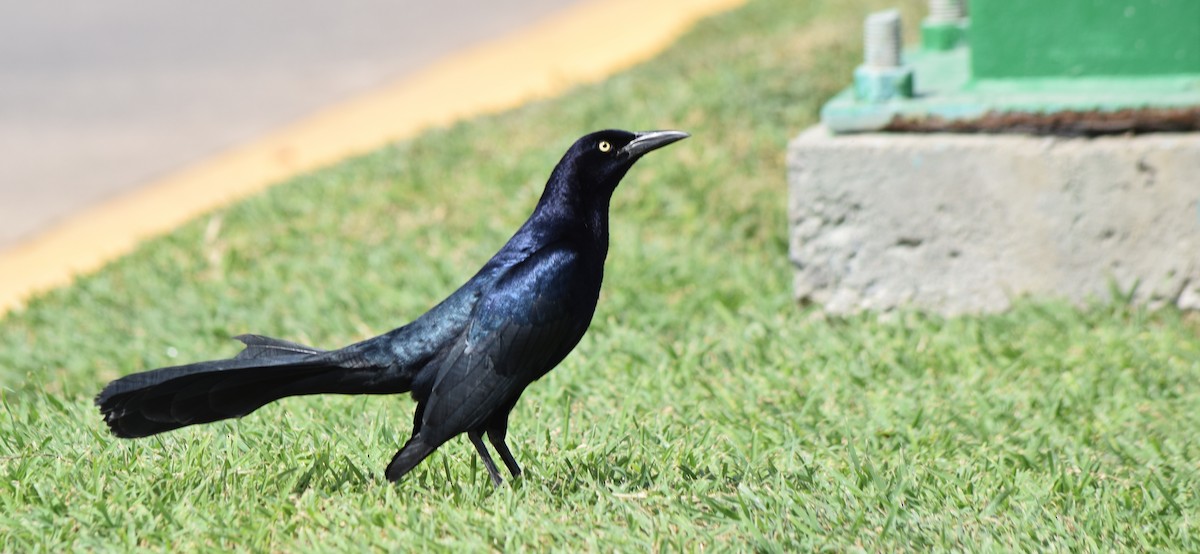 Great-tailed Grackle - ML616562852