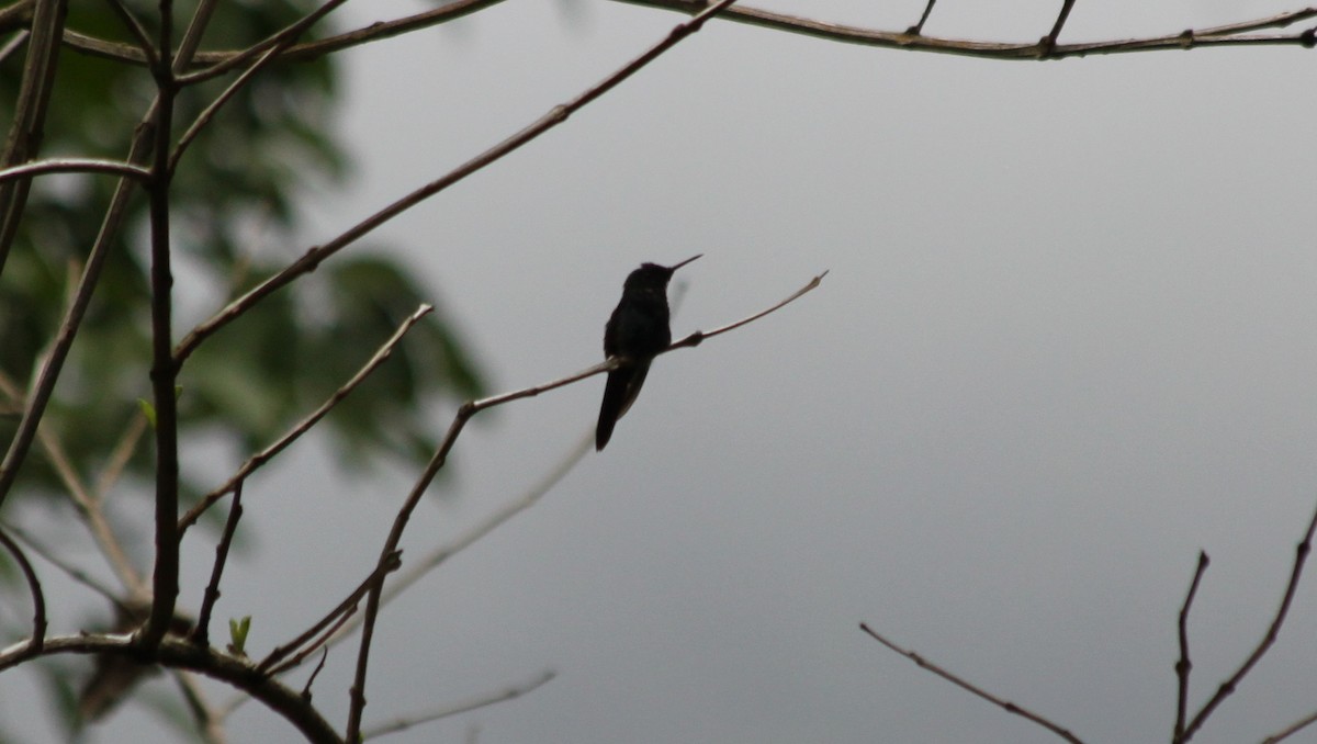 Sombre Hummingbird - ML616562896