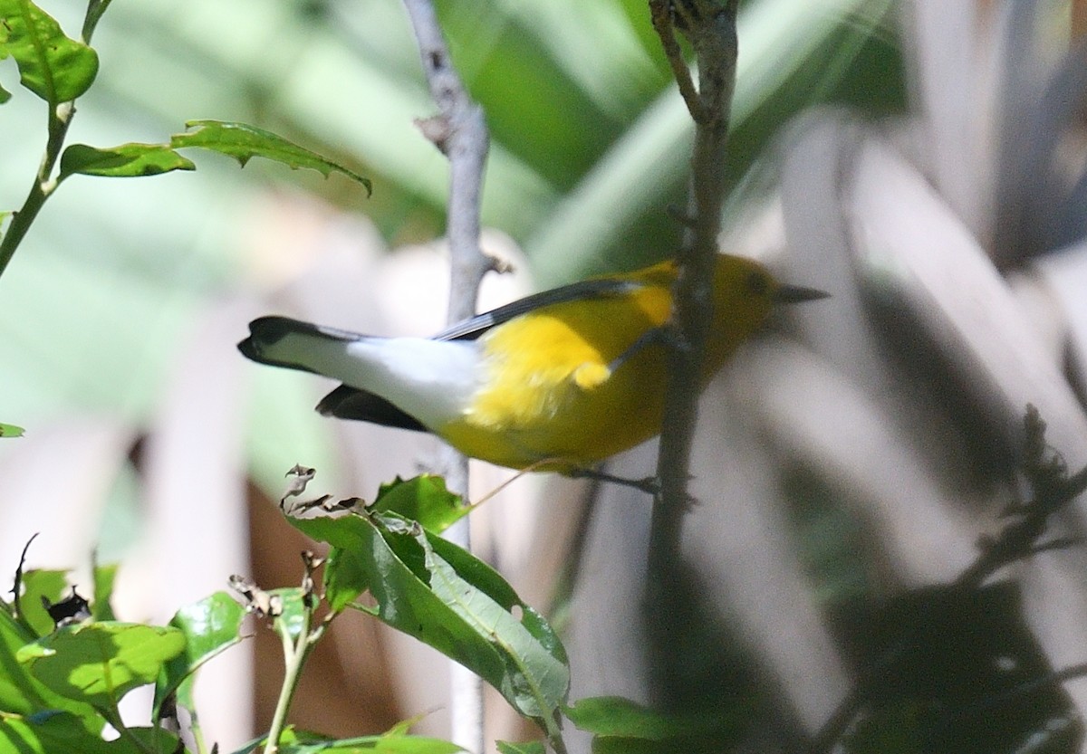 Prothonotary Warbler - ML616562982