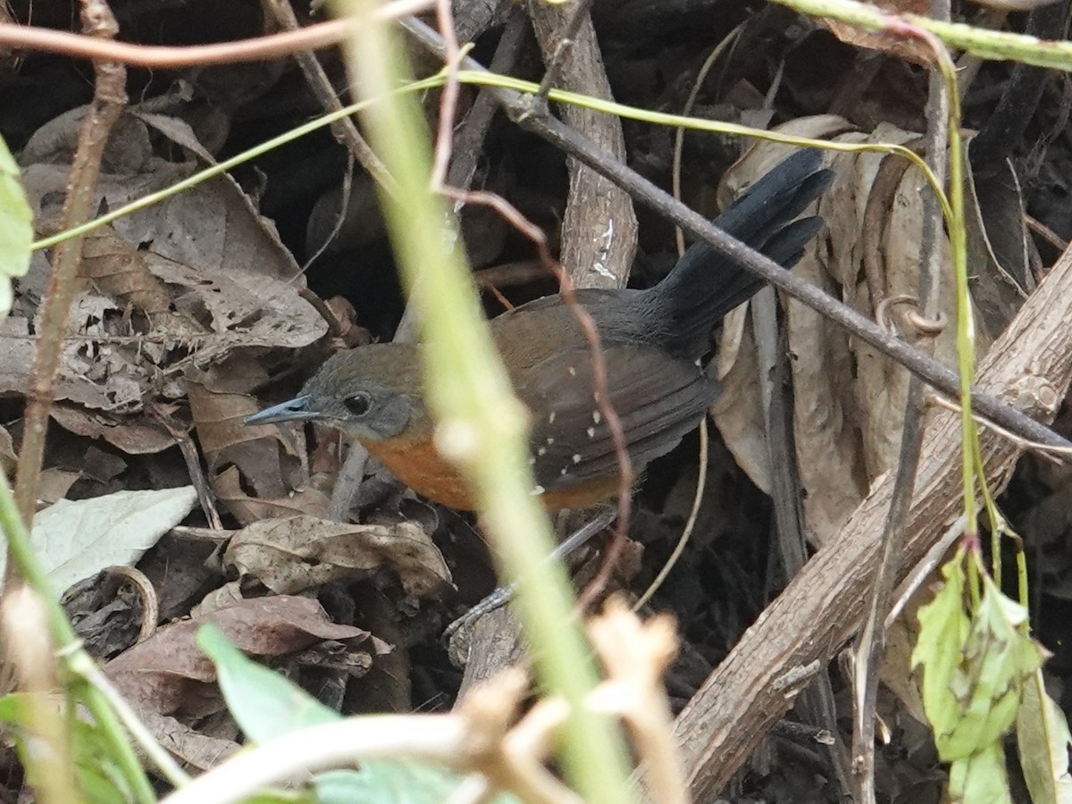 Black-throated Antbird - ML616562999