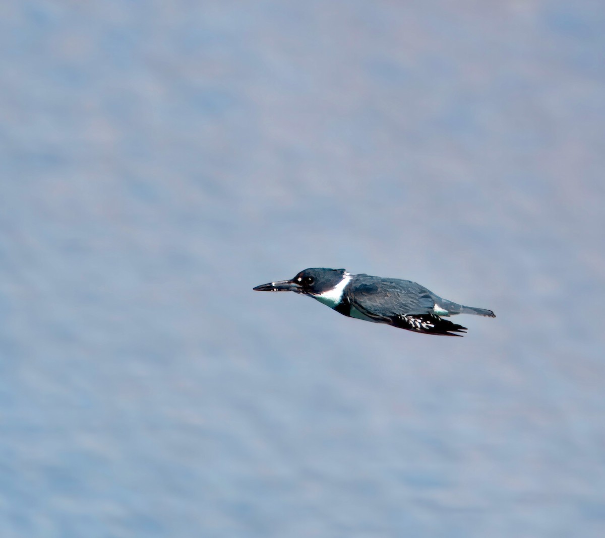 Belted Kingfisher - ML616563020