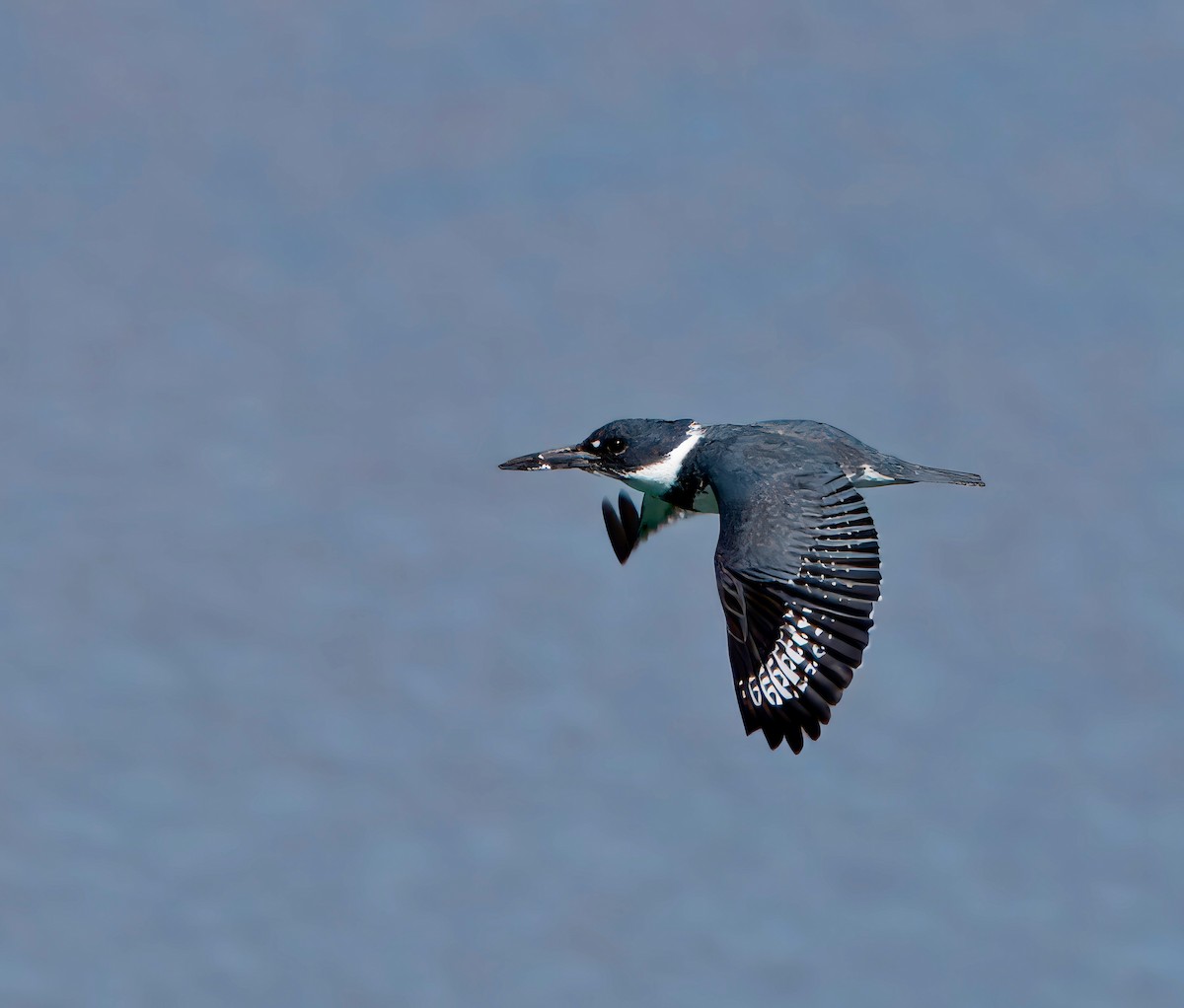 Belted Kingfisher - ML616563021