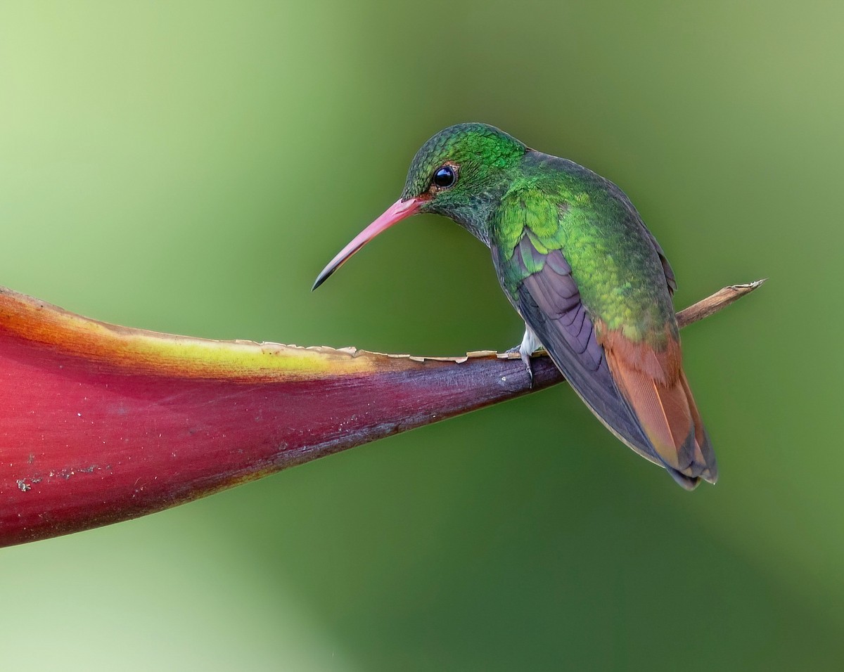 Rufous-tailed Hummingbird - Daryl Ramrattan