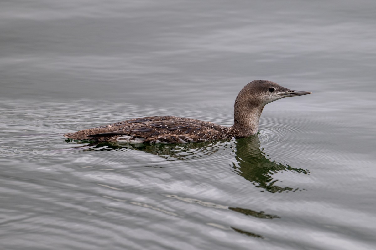 Red-throated Loon - ML616563127