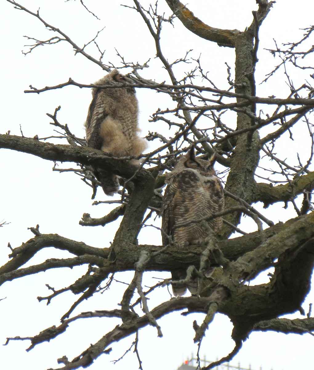 Great Horned Owl - ML616563196