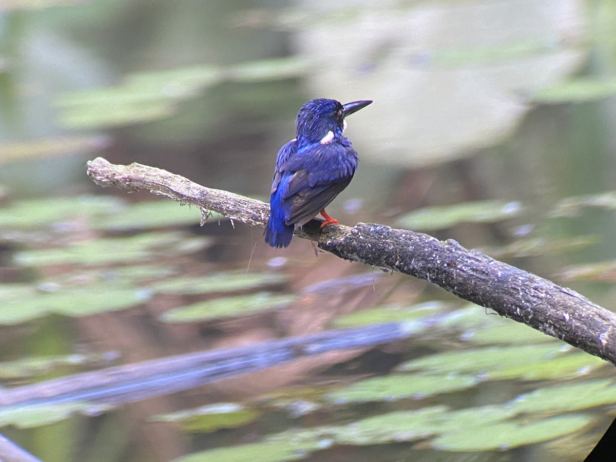 Shining-blue Kingfisher - Peter Dunwiddie