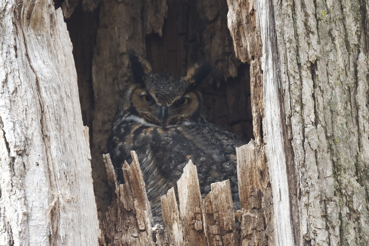 Great Horned Owl - ML616563241