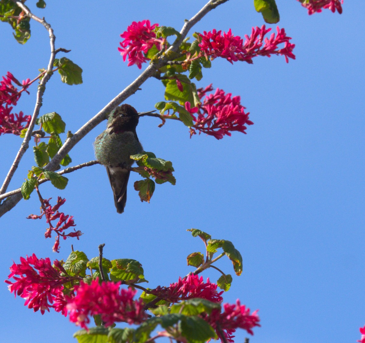 Anna's Hummingbird - ML616563243