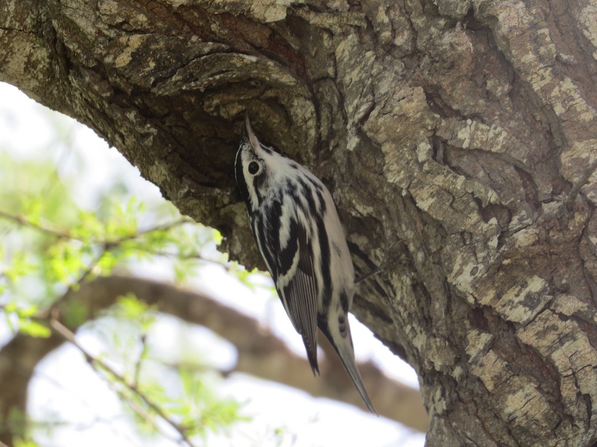 Black-and-white Warbler - ML616563304