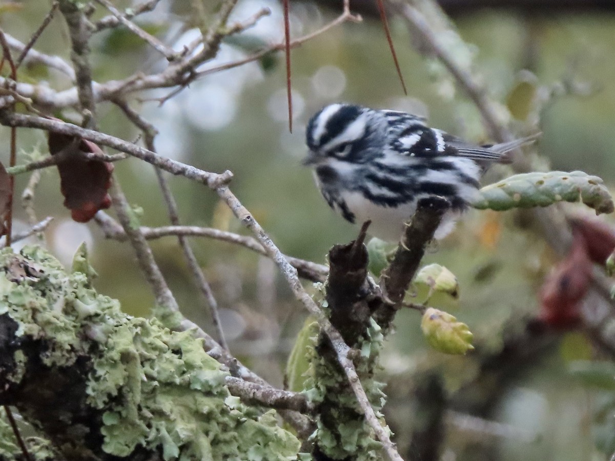 Black-and-white Warbler - ML616563378