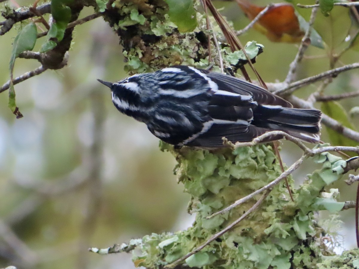 Black-and-white Warbler - ML616563379