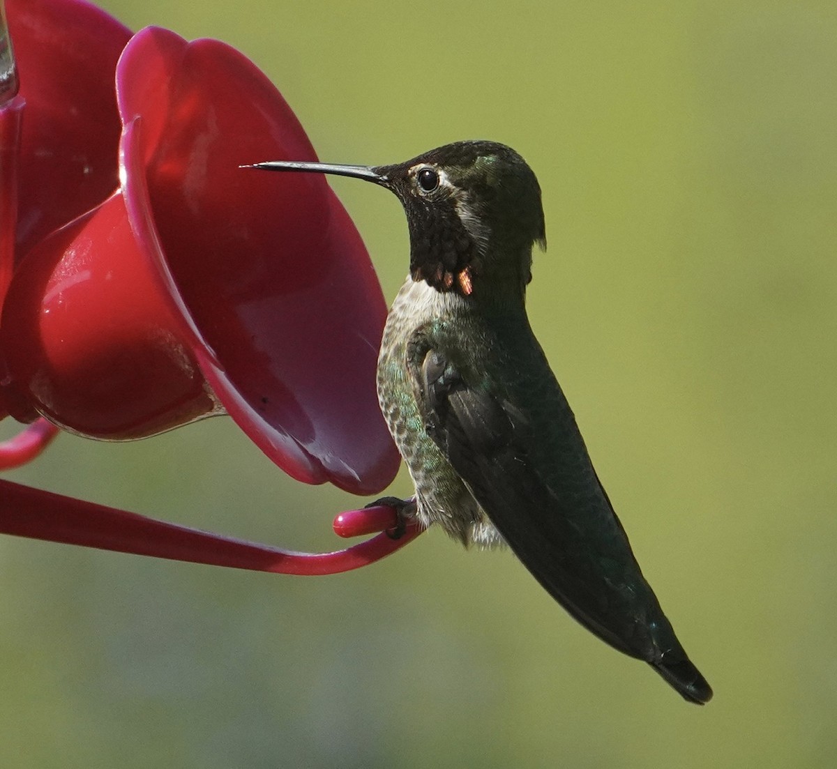 Anna's Hummingbird - Cliff Halverson