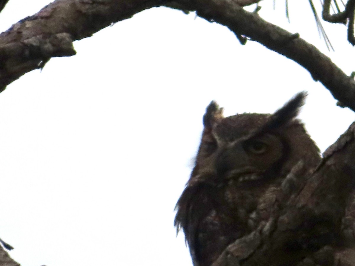 Great Horned Owl - ML616563442