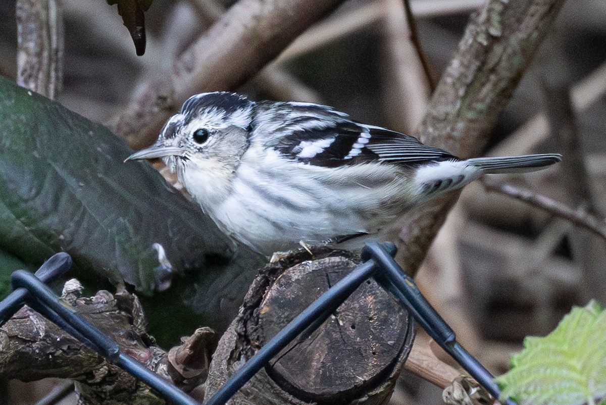 Black-and-white Warbler - ML616563459