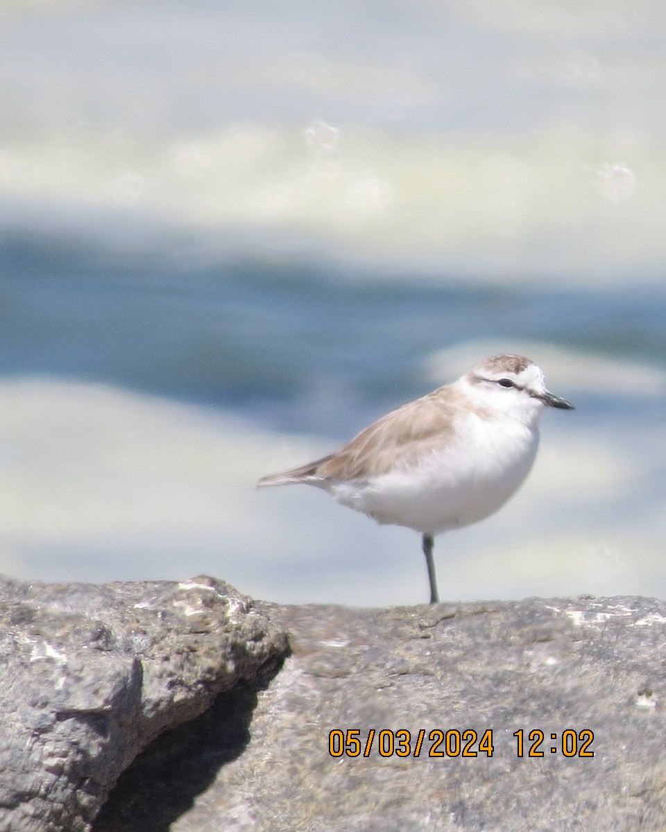 White-fronted Plover - ML616563584