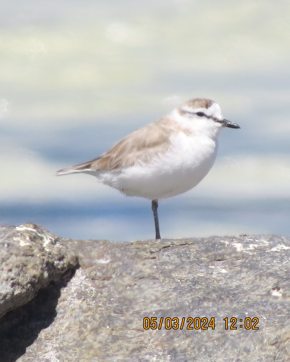 White-fronted Plover - ML616563585