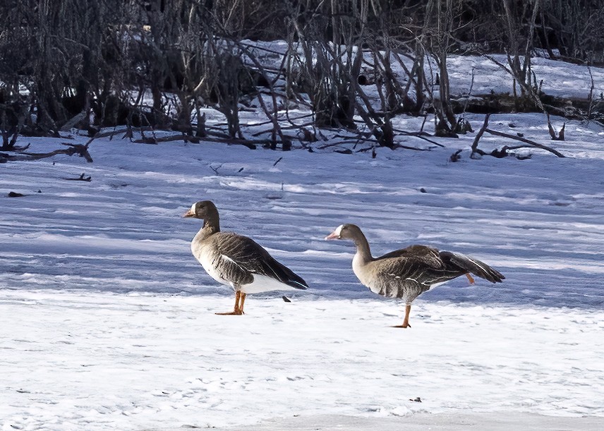 Greater White-fronted Goose - ML616563596