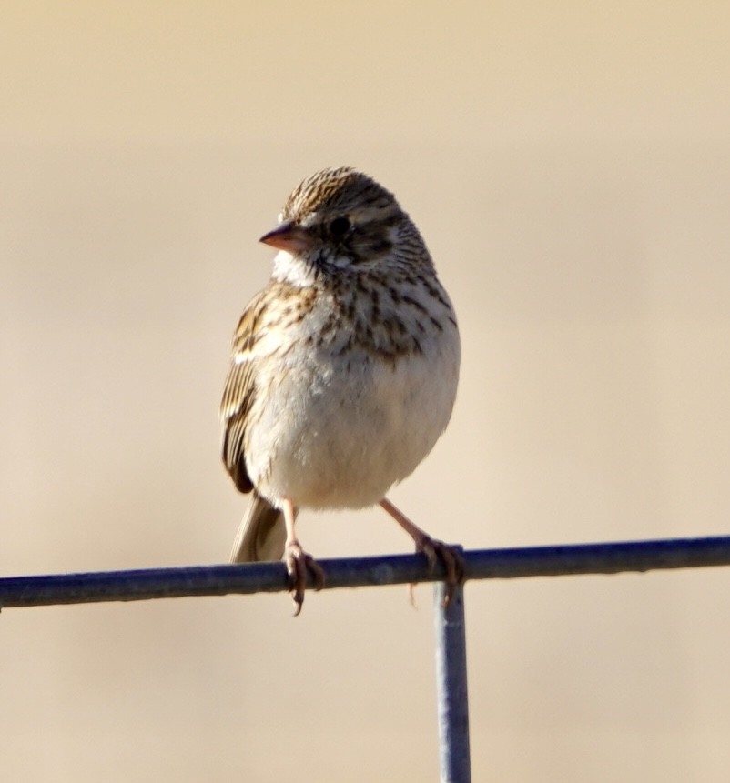 Vesper Sparrow - Geree Rea